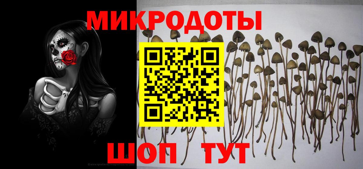 Галлюциногенные грибы Psilocybe Вятские Поляны
